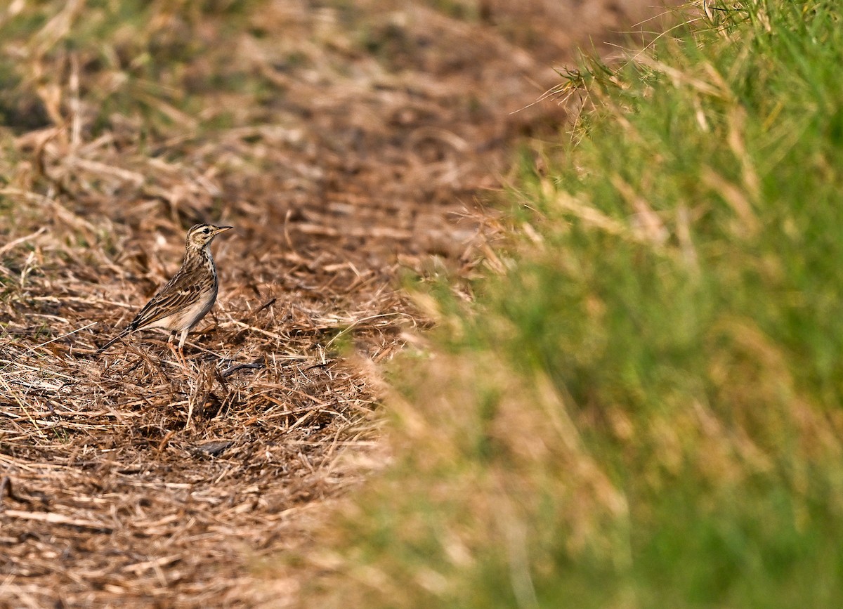African Pipit - ML642964222