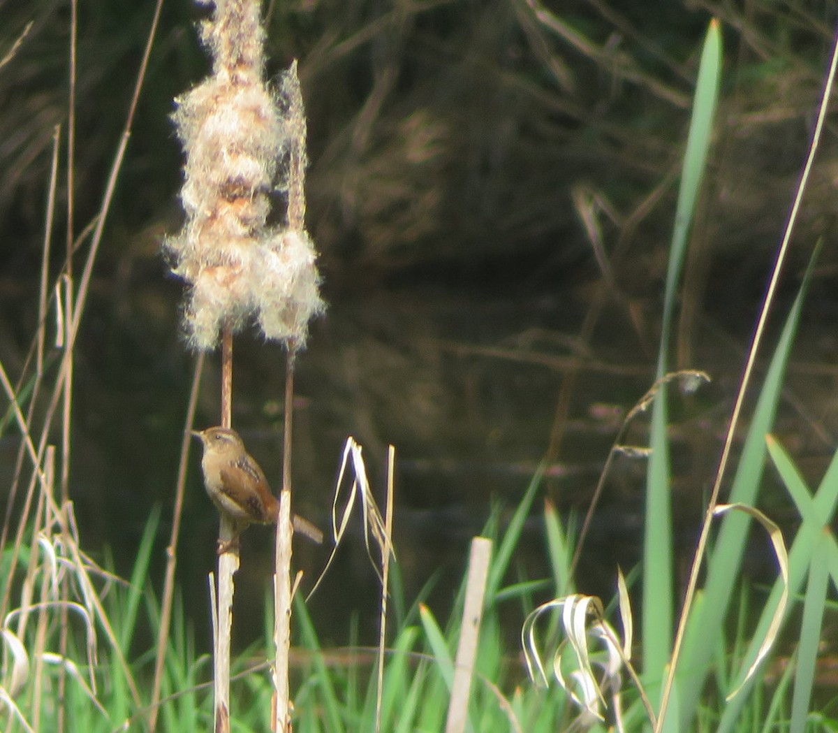 Marsh Wren - ML642964224