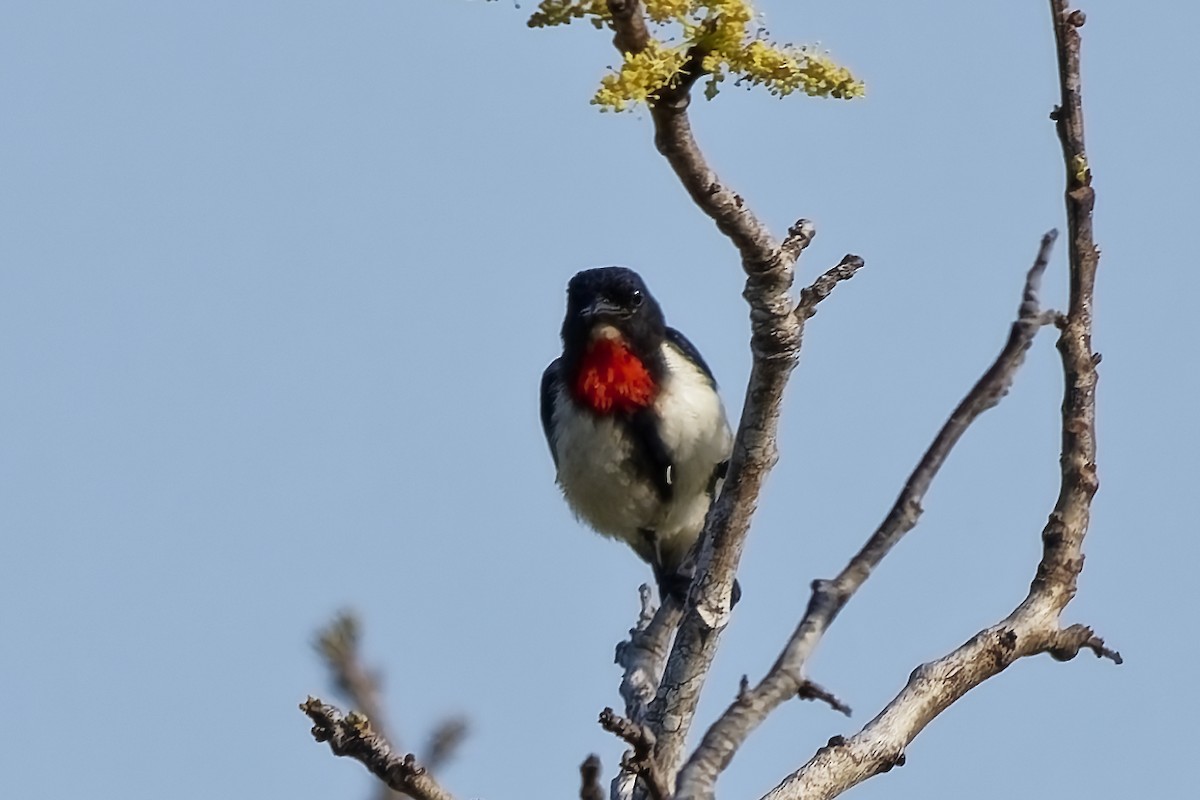 Red-chested Flowerpecker - ML642964263