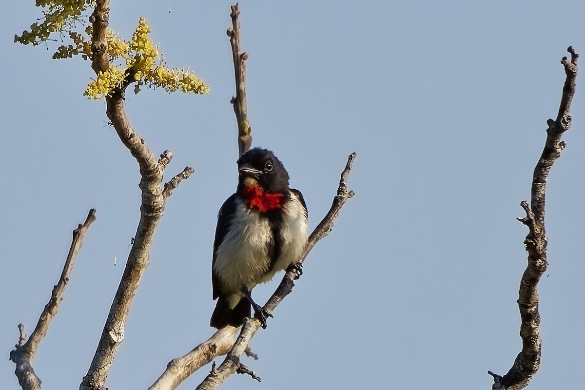 Red-chested Flowerpecker - ML642964264
