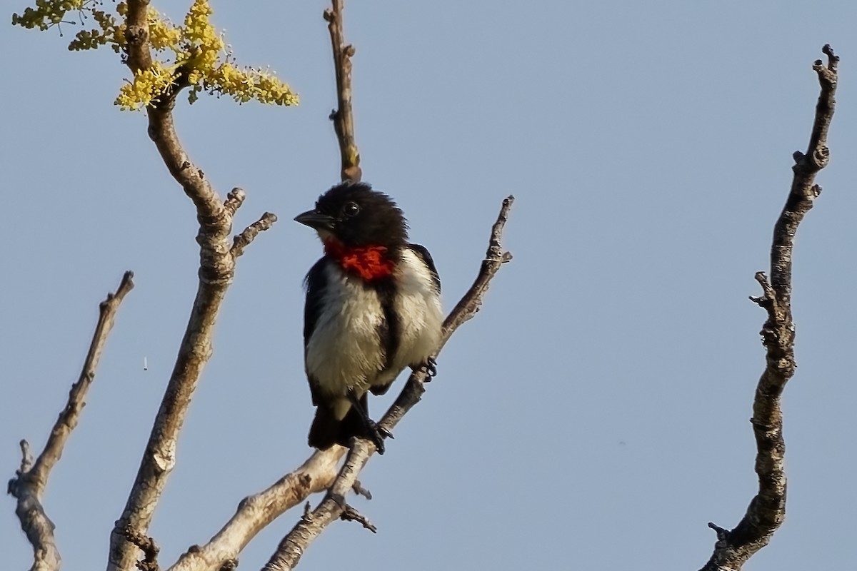 Red-chested Flowerpecker - ML642964265