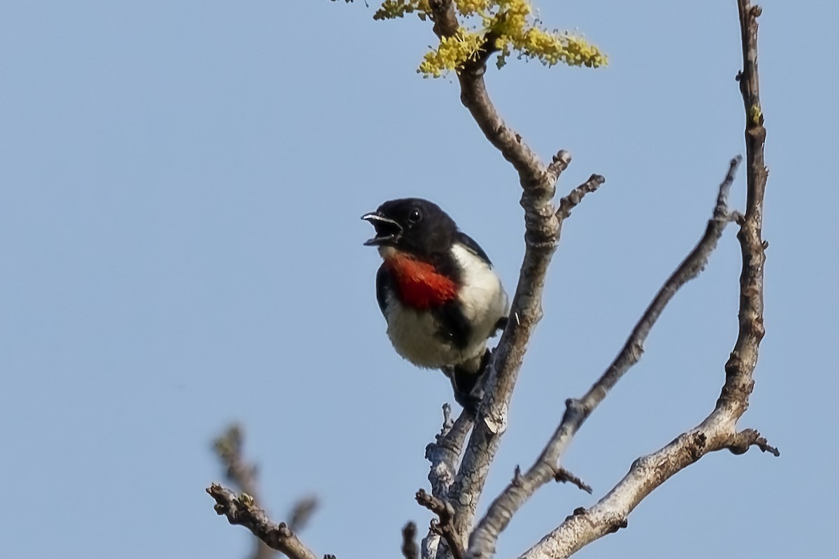 Red-chested Flowerpecker - ML642964266