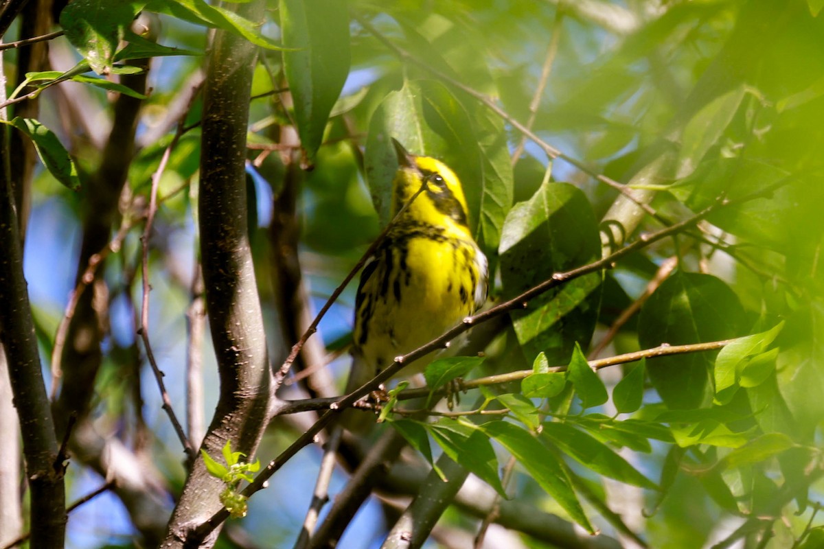 Paruline de Townsend - ML642964268