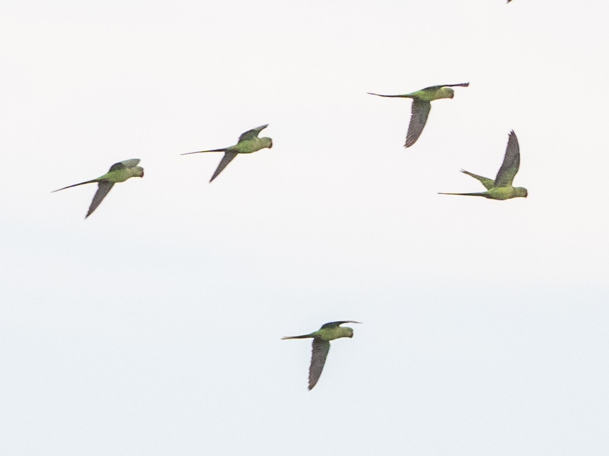 Alexandrine Parakeet - ML642964272