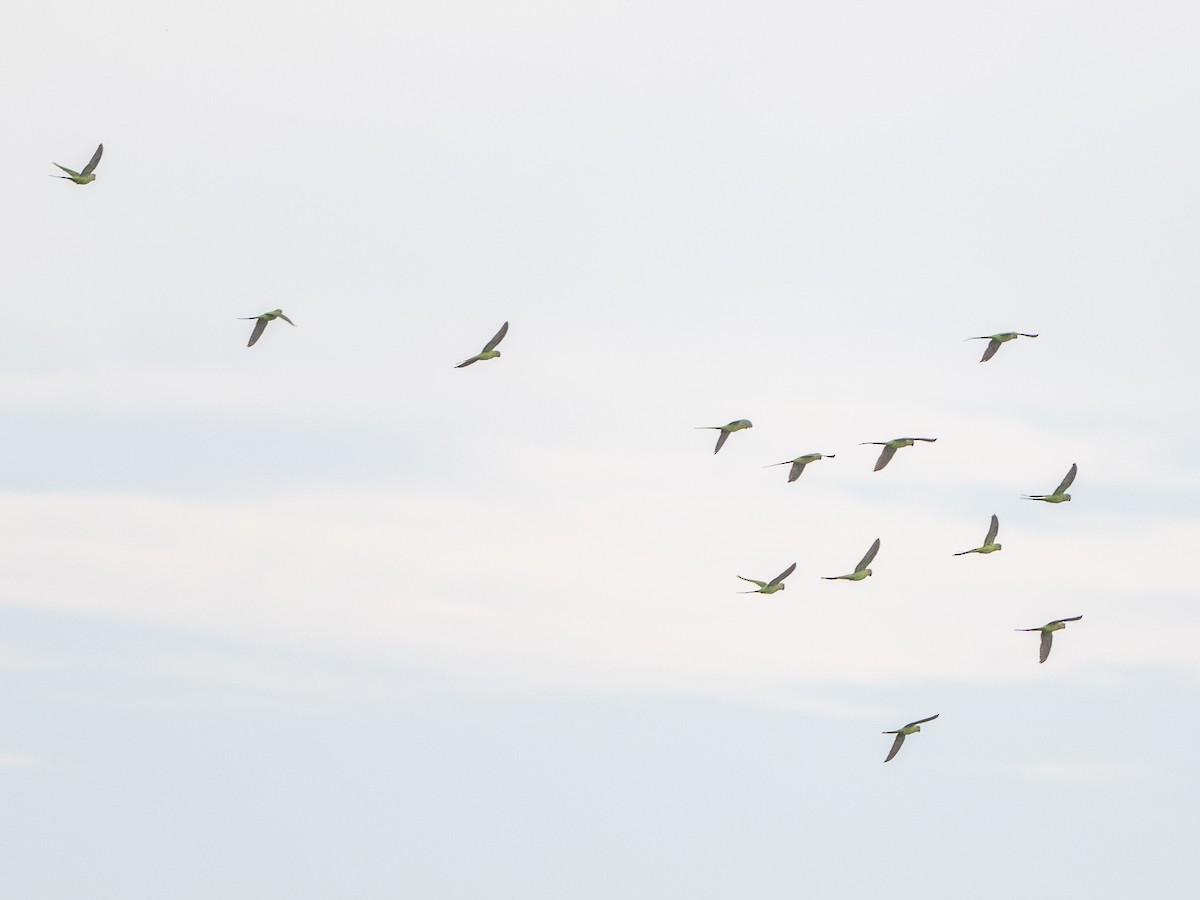 Alexandrine Parakeet - ML642964273