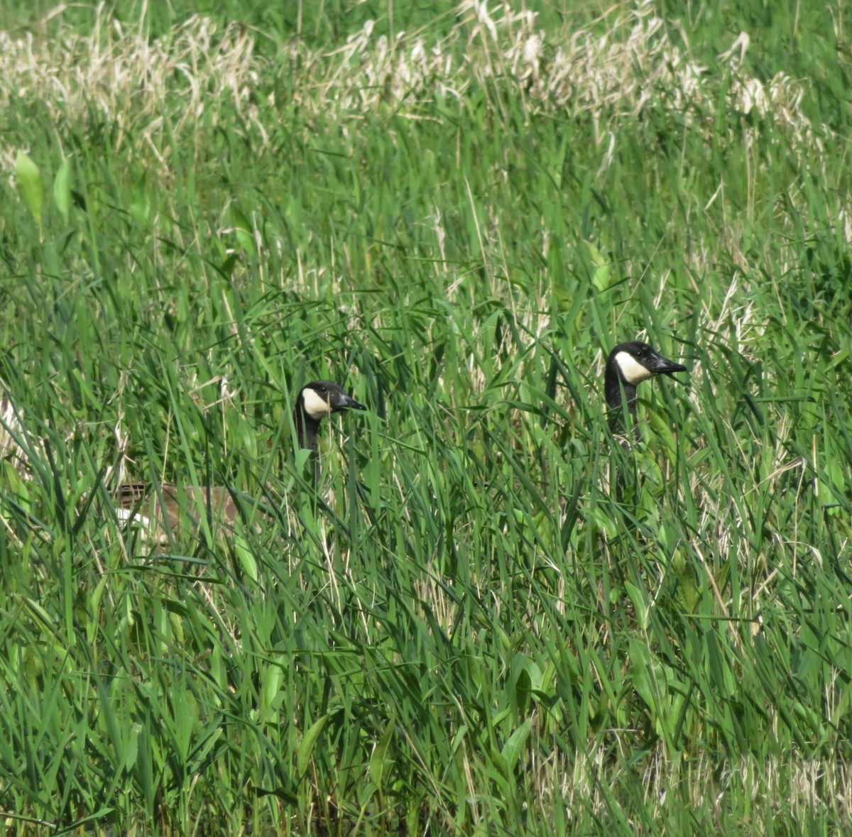 Canada Goose - ML642964274