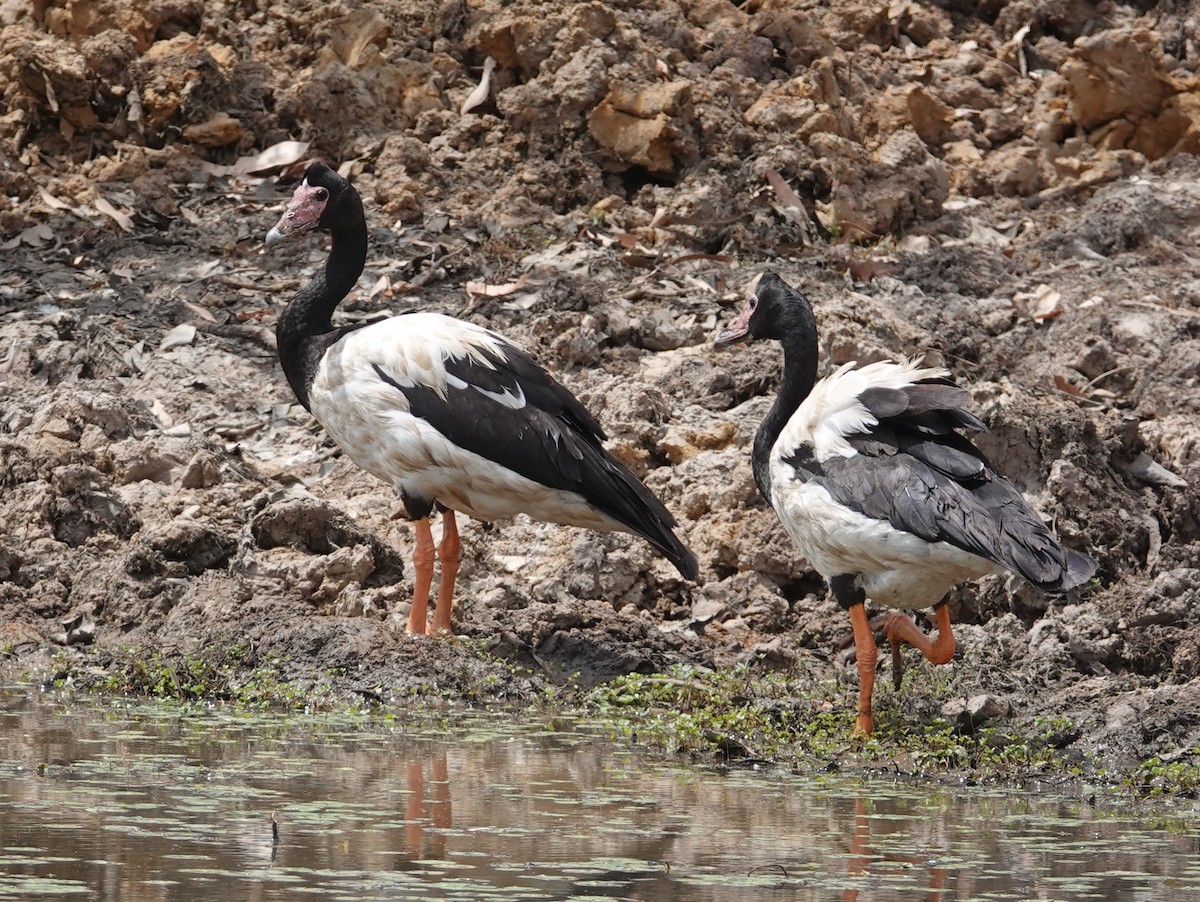 Magpie Goose - ML642964275