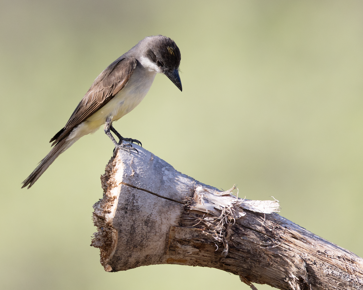 Thick-billed Kingbird - ML642964278