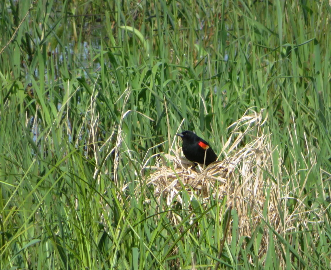 Red-winged Blackbird - ML642964283