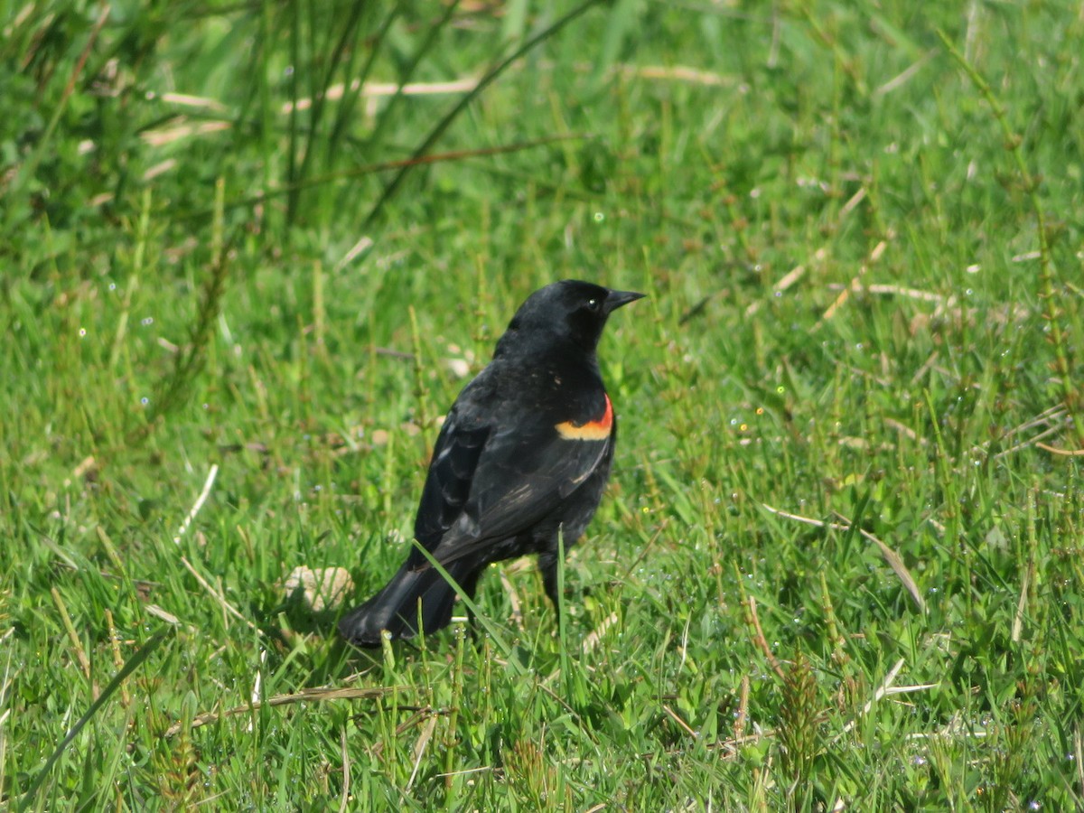 Red-winged Blackbird - ML642964284