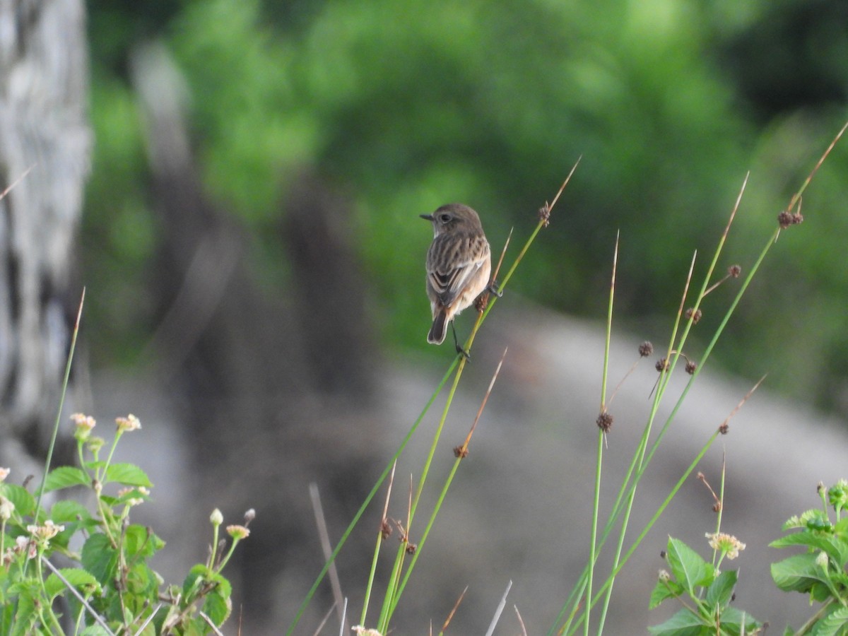European Stonechat - ML642964289