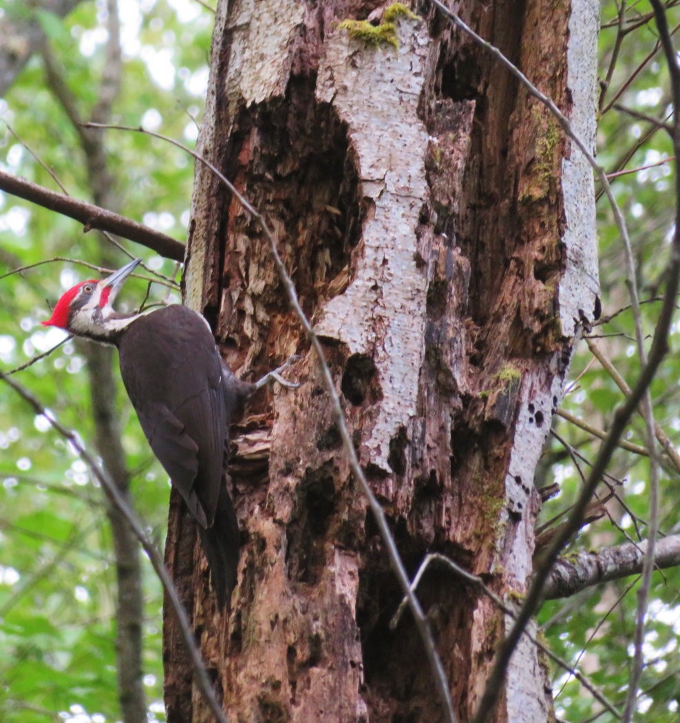 Pileated Woodpecker - ML642964293