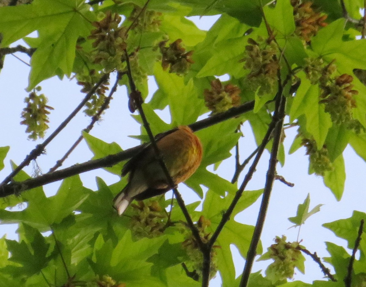 Black-headed Grosbeak - ML642964308