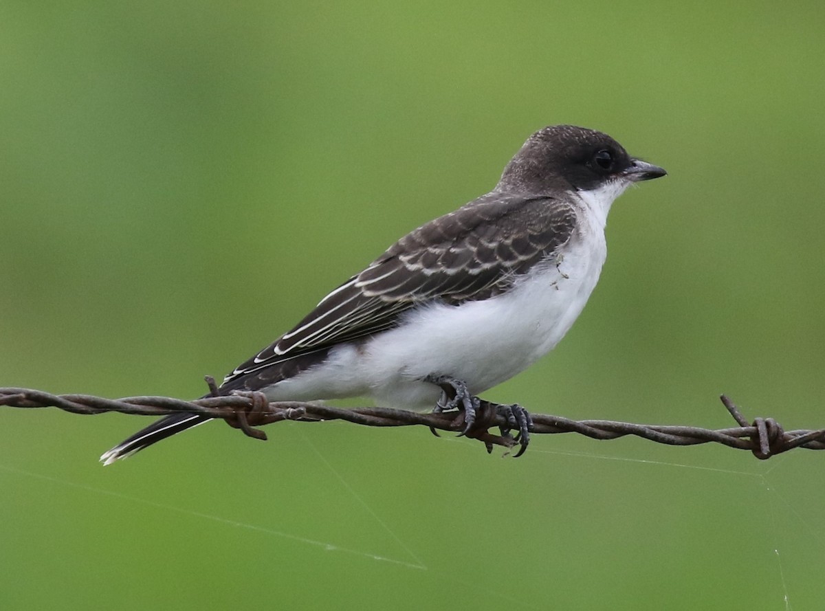 Eastern Kingbird - ML64296431