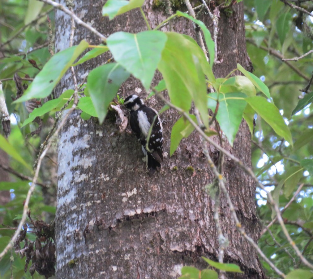 Downy Woodpecker - ML642964312