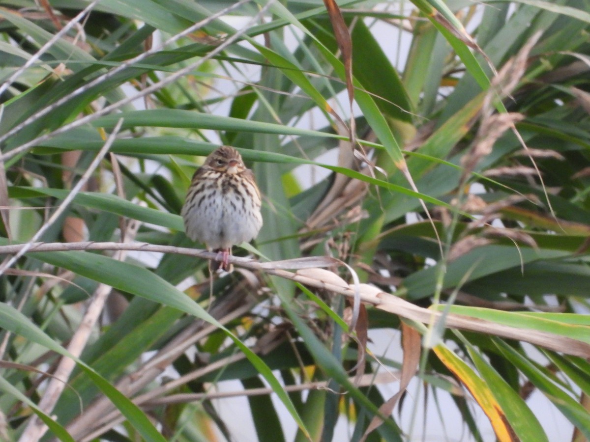 Tree Pipit - ML642964313
