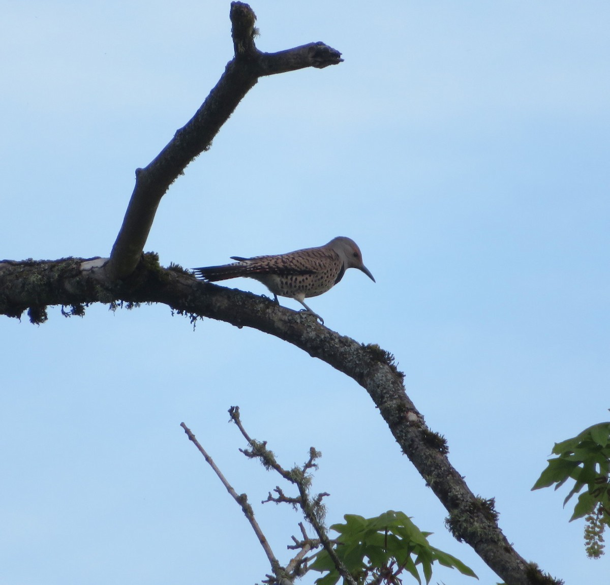 Northern Flicker - ML642964320