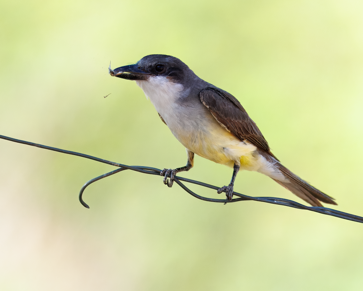 Thick-billed Kingbird - ML642964323