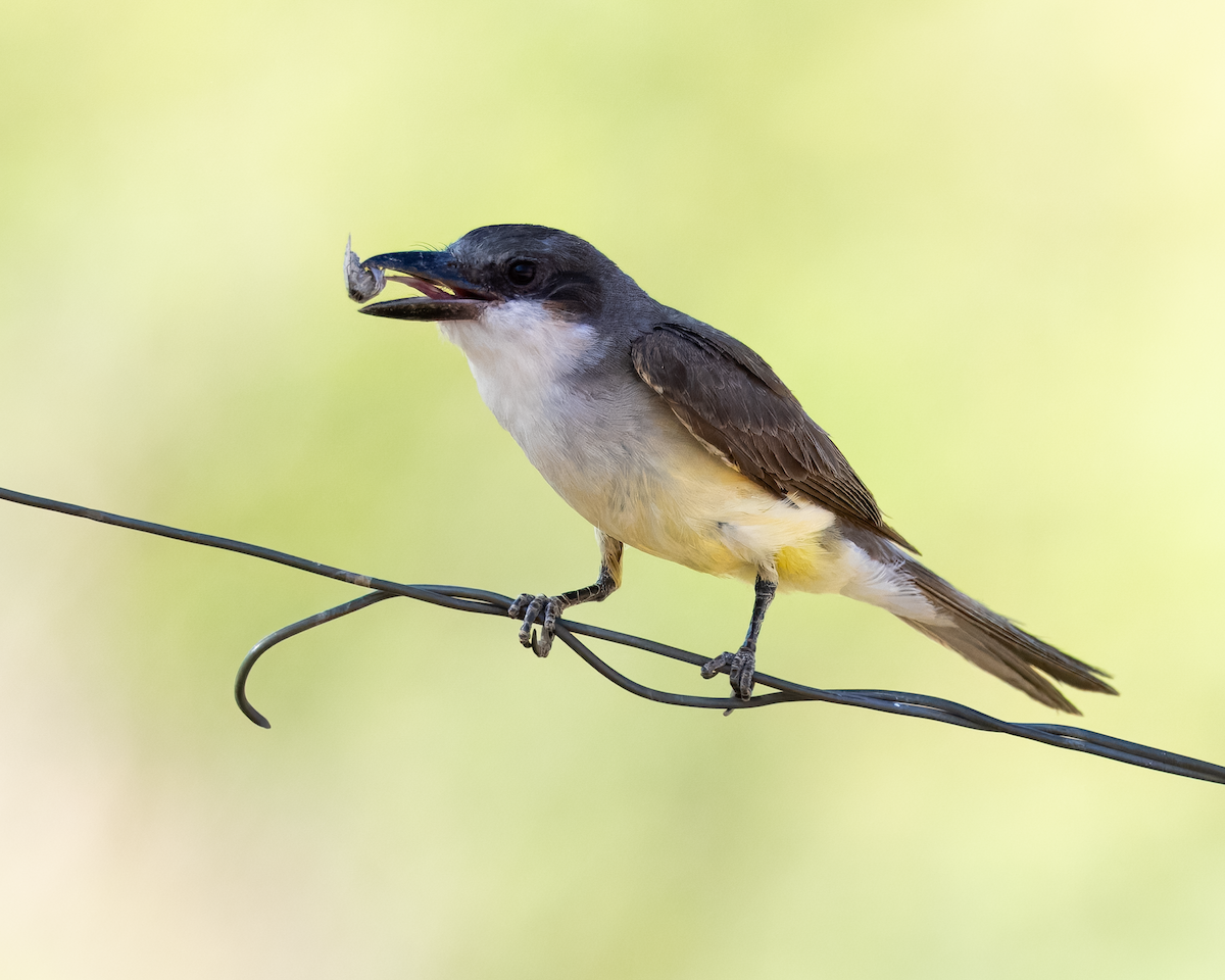 Thick-billed Kingbird - ML642964324