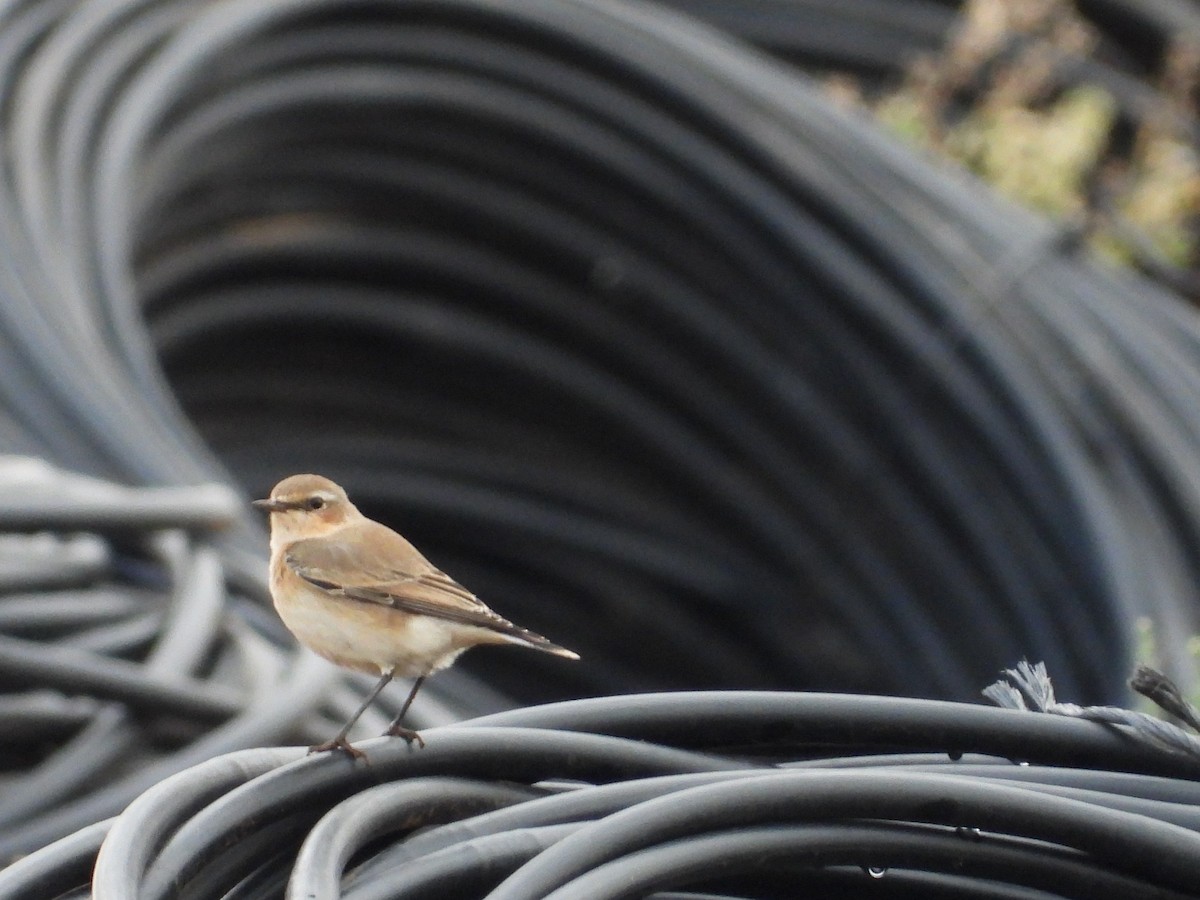 Northern Wheatear - ML642964325