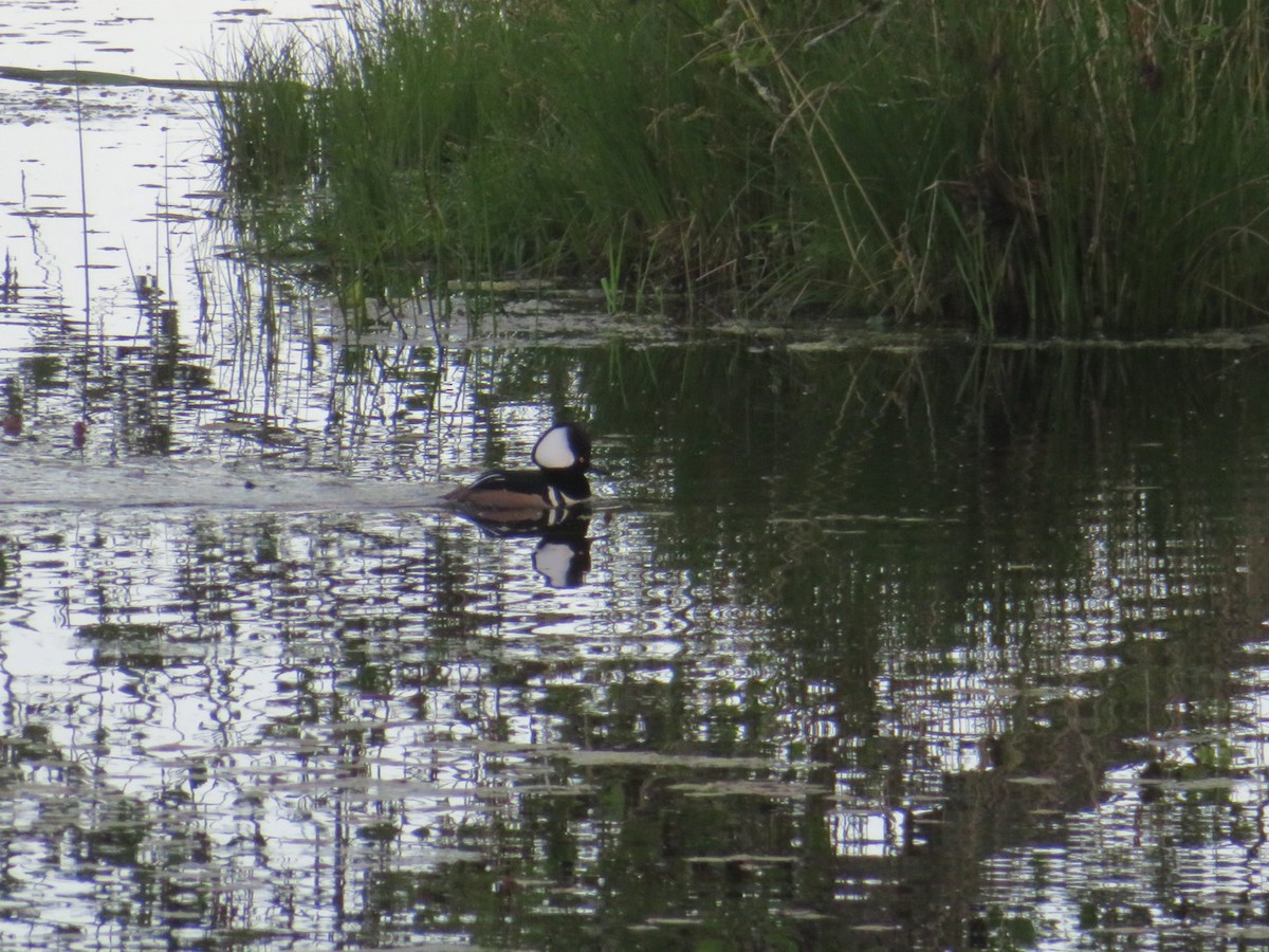 Hooded Merganser - ML642964327