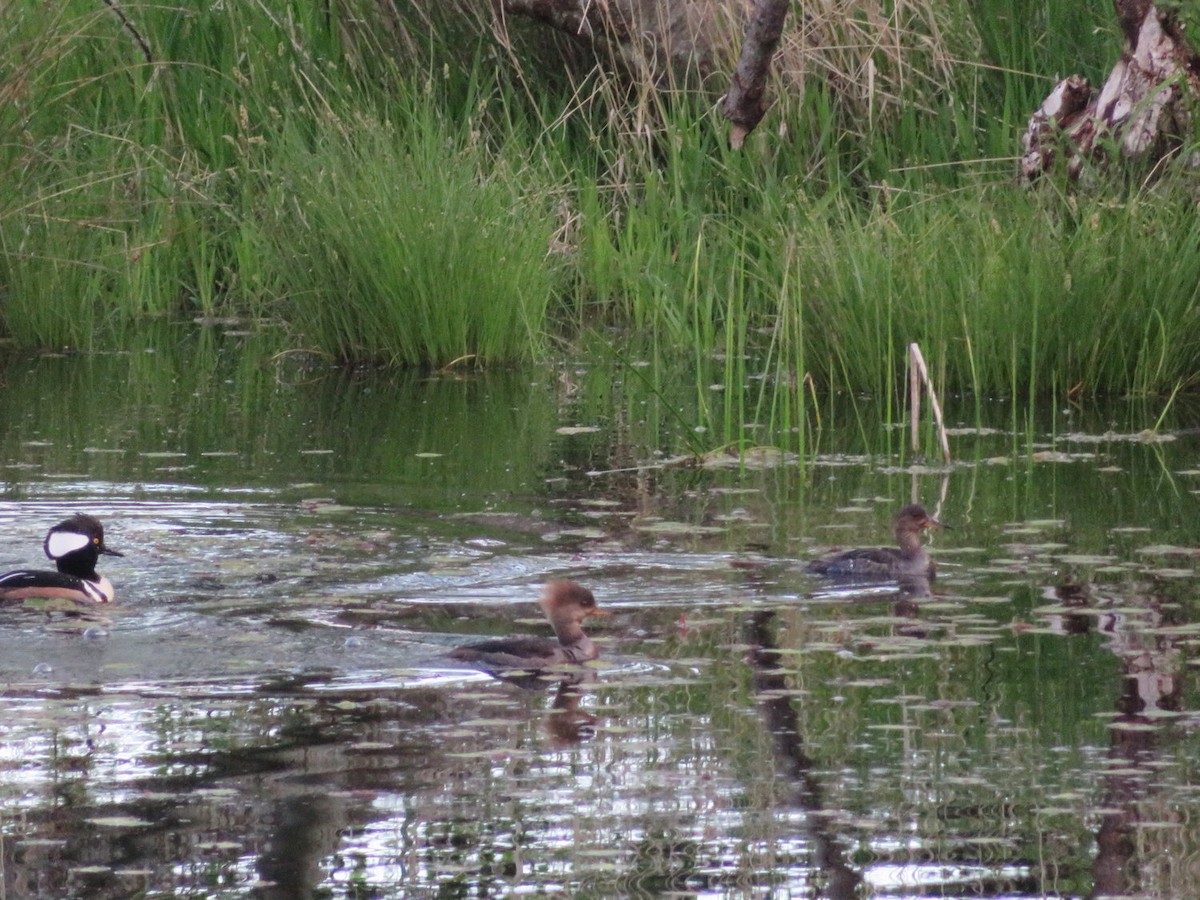 Hooded Merganser - ML642964328