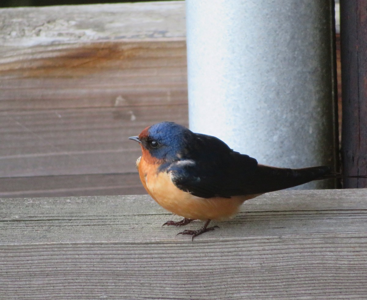 Barn Swallow - ML642964336
