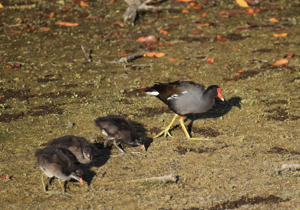 Common Gallinule - ML642964337