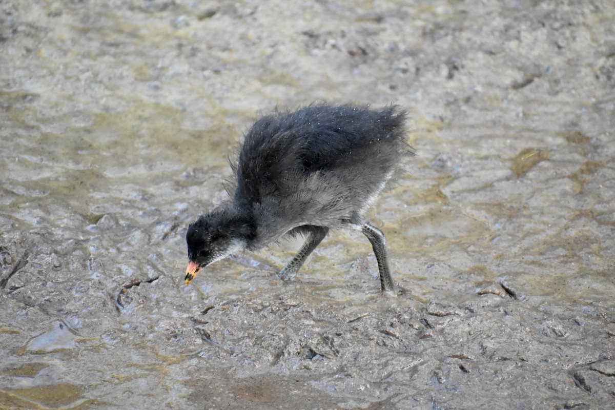 Common Gallinule - ML642964338