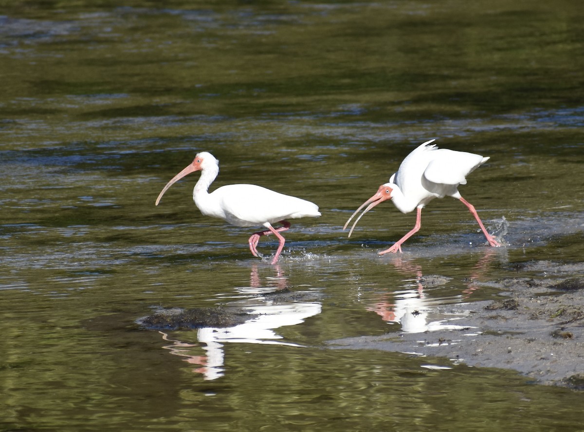 White Ibis - ML642964348