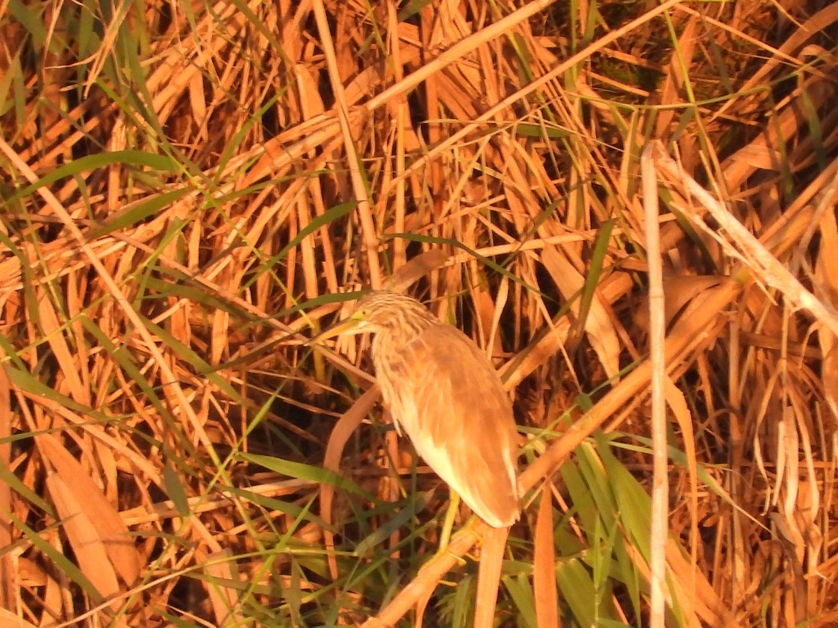 Squacco Heron - ML642964368