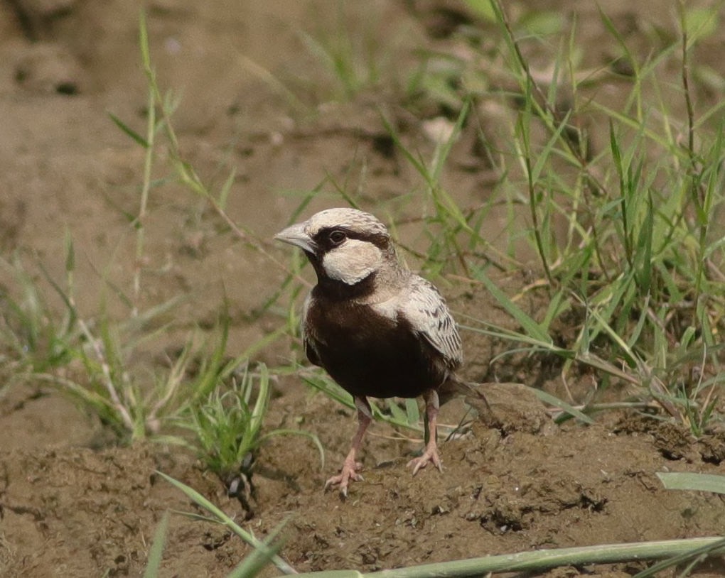 Ashy-crowned Sparrow-Lark - ML642964398