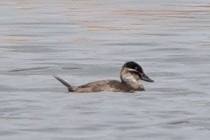 Maccoa Duck - ML642964400