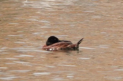 Maccoa Duck - ML642964401