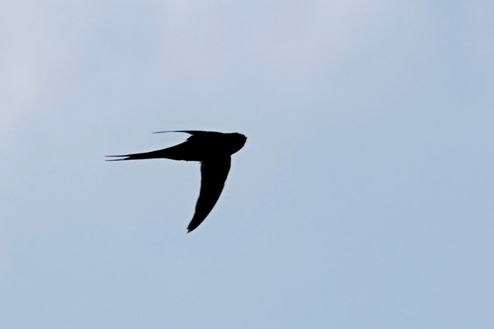 African Palm Swift - ML642964402