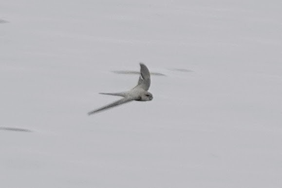 African Palm Swift - ML642964403