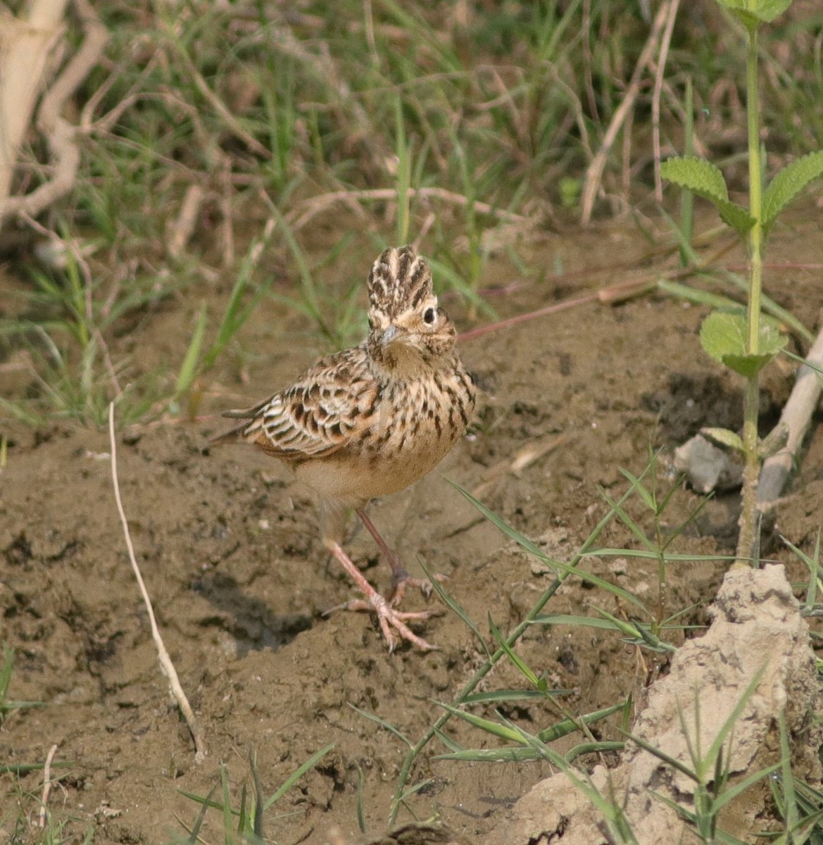 skřivan východní - ML642964405
