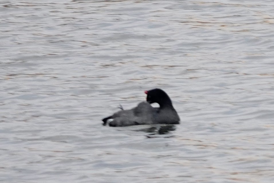 Red-knobbed Coot - ML642964413
