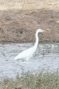 Great/Yellow-billed Egret - ML642964418