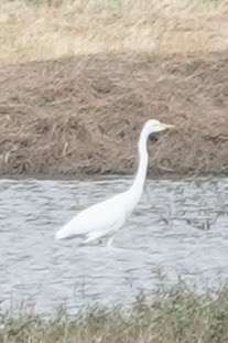 Great/Yellow-billed Egret - ML642964419