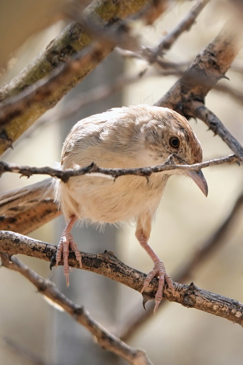 Rattling Cisticola - ML642964428