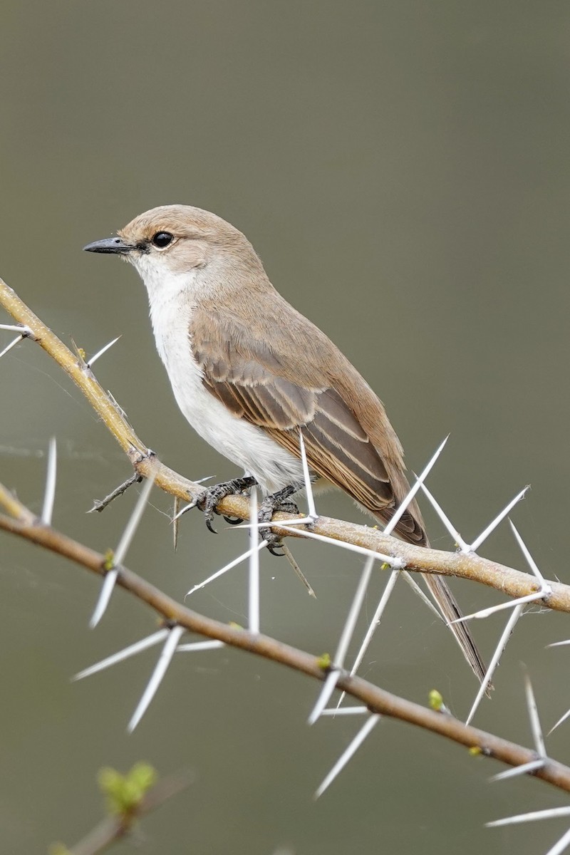 Marico Flycatcher - ML642964432