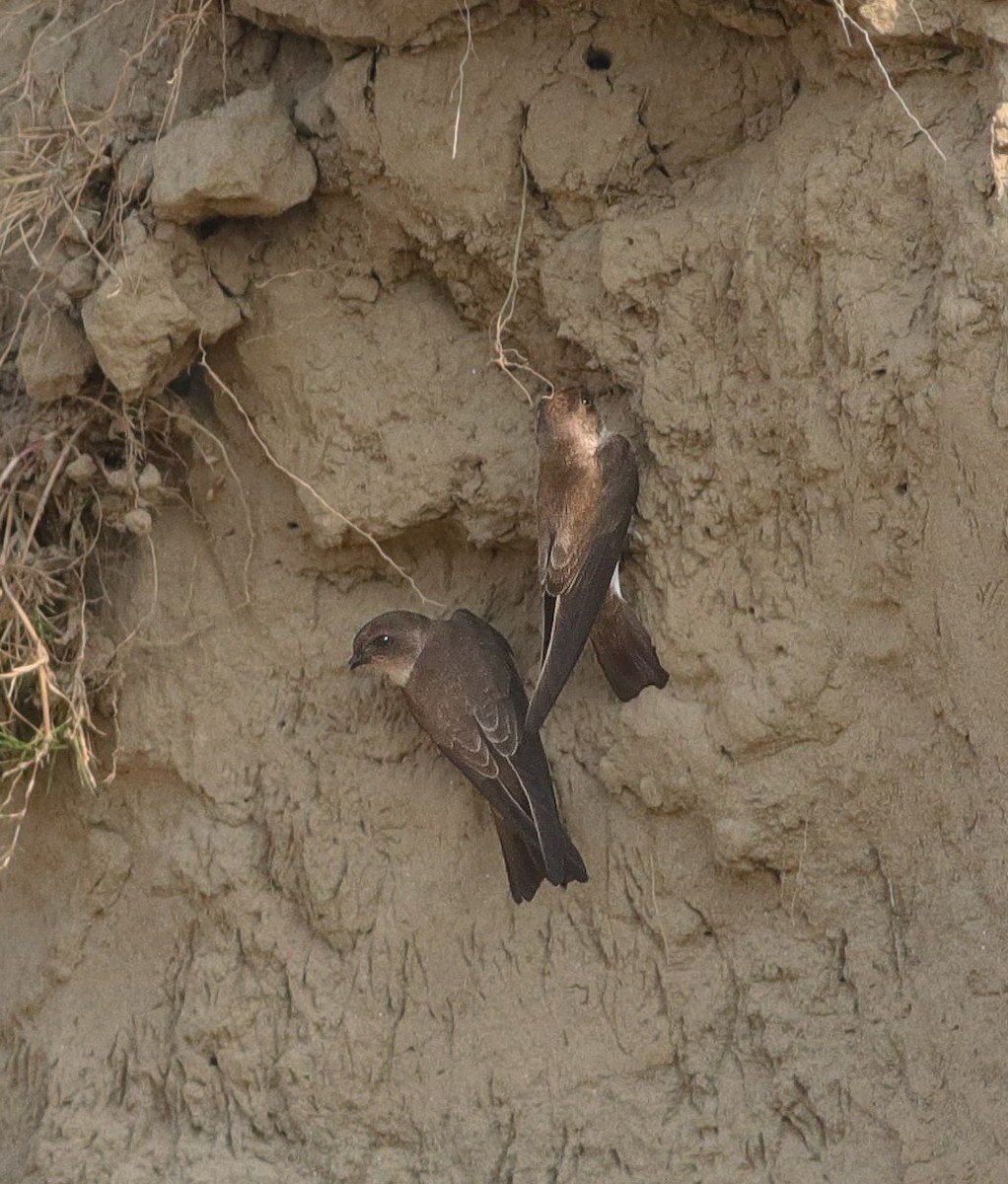 Gray-throated Martin - ML642964433