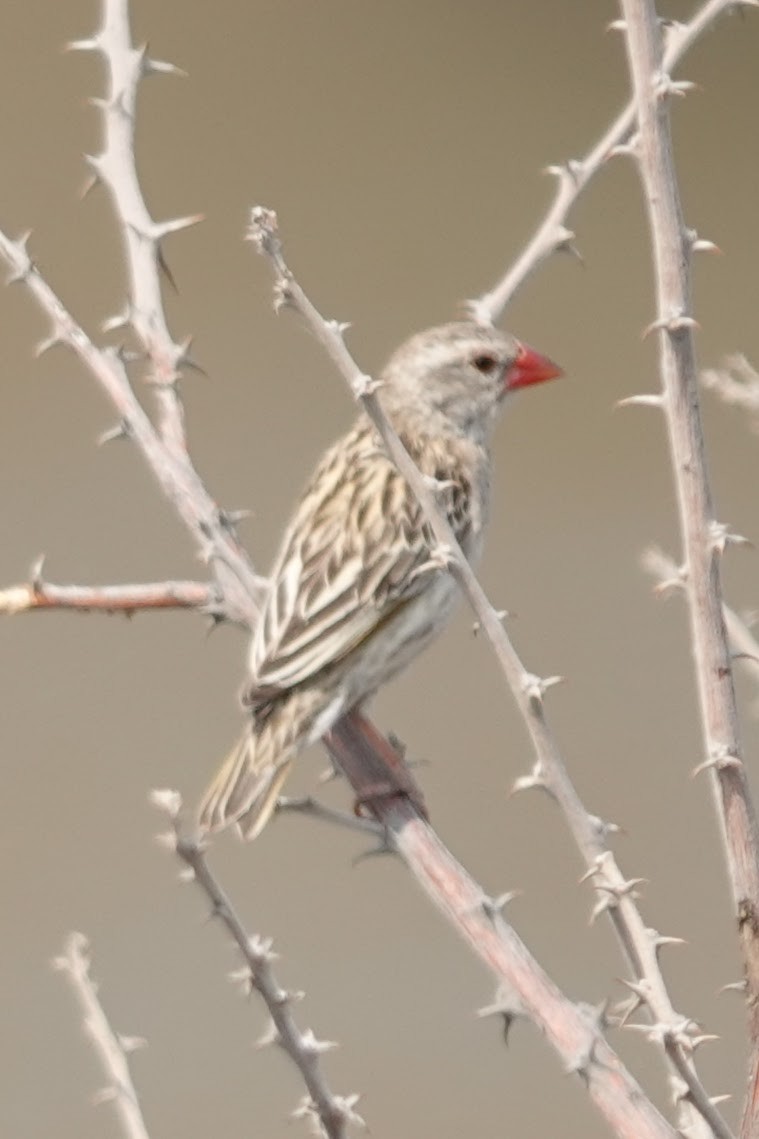 Red-billed Quelea - ML642964443