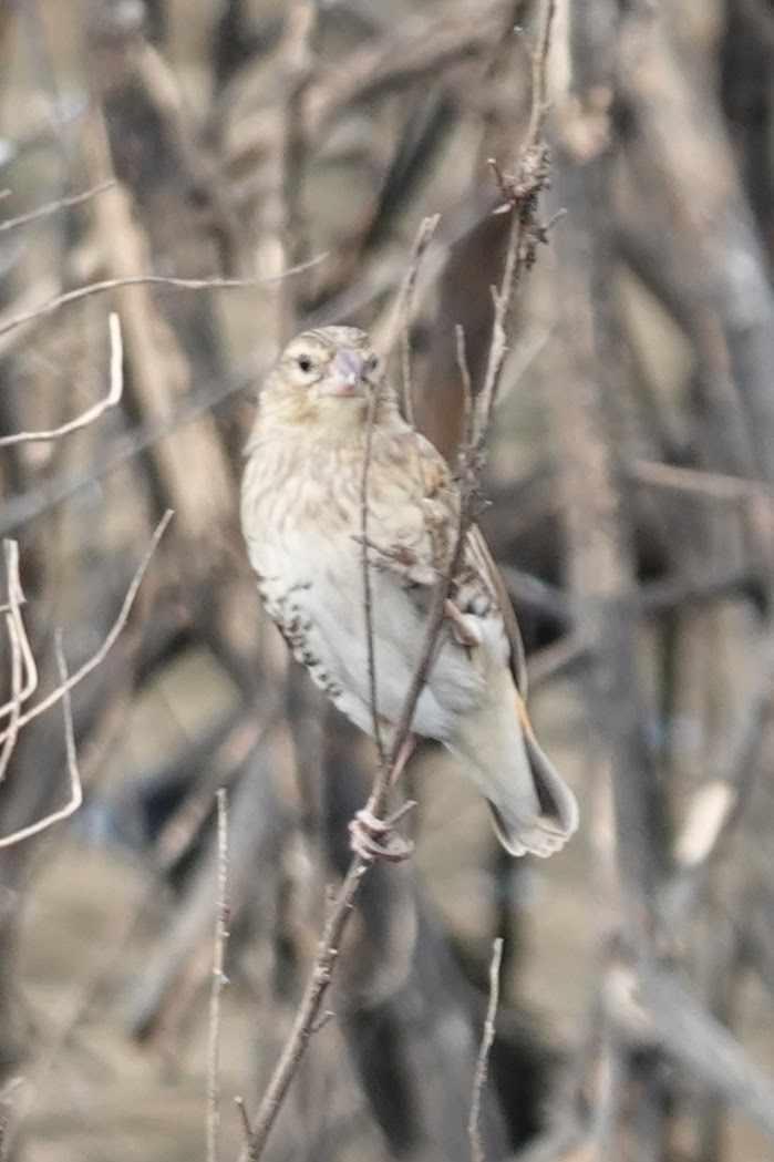 Southern Red Bishop - ML642964445