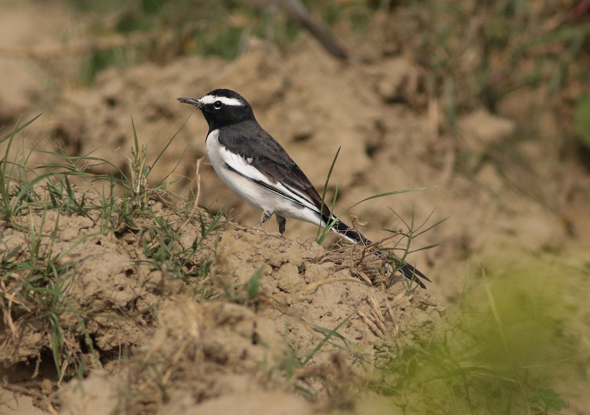 White-browed Wagtail - ML642964446