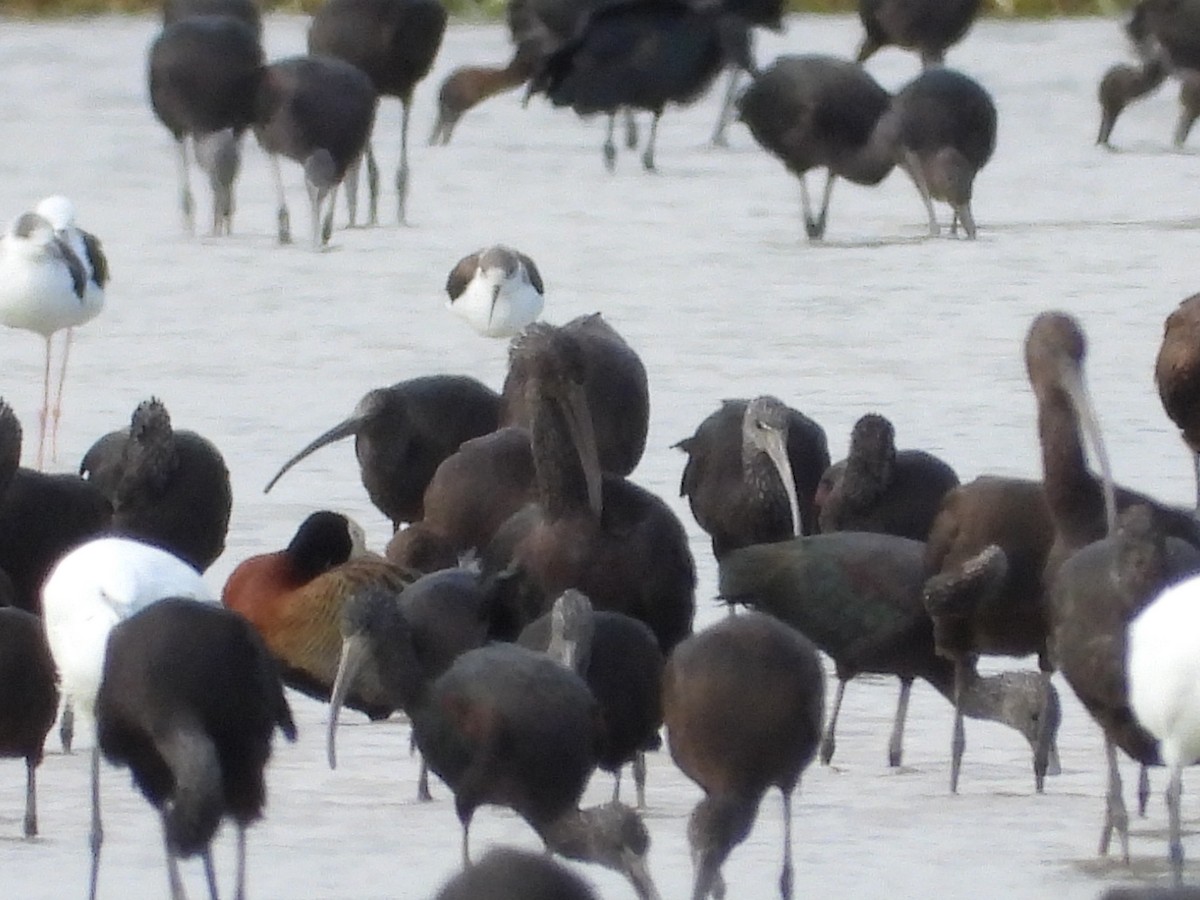 White-faced Whistling-Duck - ML642964447