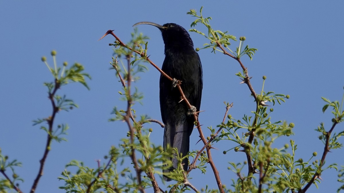 Common Scimitarbill - ML642964451