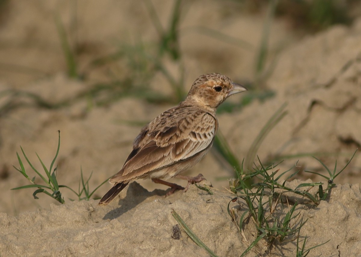 Ashy-crowned Sparrow-Lark - ML642964464
