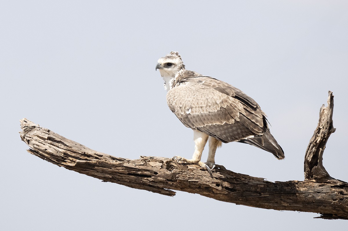 Martial Eagle - ML642964499
